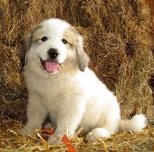 Very lovely and playful Great Pyrenees puppies