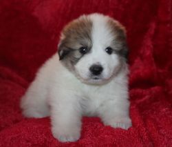 Kc Reg Pyrenean Mountain Dog Puppies For Sale