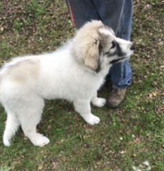 Pyrenean Mountain Dog Male Puppy