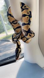 Pastel yellowbelly python