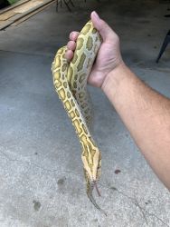 Selling a female hypo Burmese python