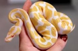 Raised ball pythons snakes for adoption sale
