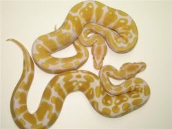 Baby Piebald and Albino ball pythons