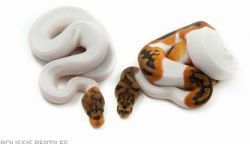 piebald and albino pythons