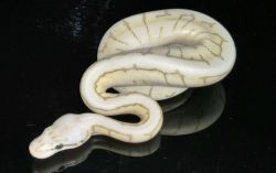 Female Royal Python For Sale