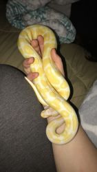 Yellow python