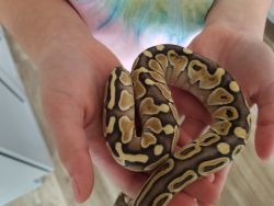 Pastel lesser python
