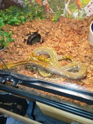 Phantom reticulated python for sale with complete set-up