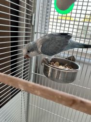 Quaker parrot with cage and accessories