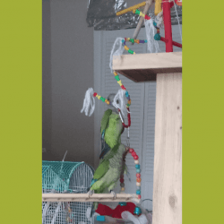 Quaker Parrot Female
