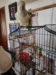 1 year old sweet Quaker parrot for sale