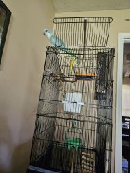 Blue Quaker Parrot