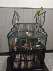 Green Quaker Parrot (Paulie) with cage