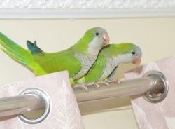 Baby Blue Green Quaker Parrots
