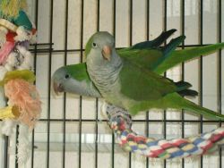 Baby Quaker Parrots for homing now