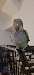 Quaker Parrot 1year old