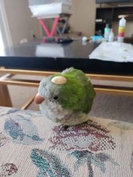 Green Quaker parrot with toys and large cage