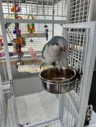 Quaker parrot with cage super talker