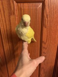 Male Quaker Parrot
