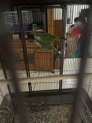 Selling two birds for good home