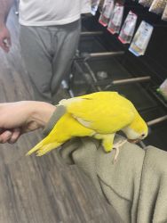 Lutino Quaker parrot