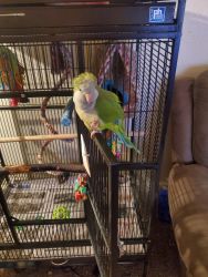 Male quaker parrot that needs lots of attention