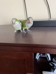 Quaker Parrots Pair with big cage