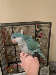 Hand Tamed Quaker Parrot Baby with Cage
