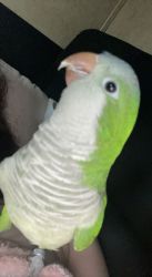Green Quaker Parrot needs home!!!!