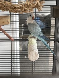 Quaker Parrot (Blue)