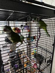 Quaker Parrot Brothers & Supplies for Rehoming