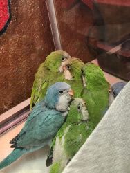 Quaker babies looking for homes