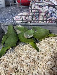Quaker parrot babies