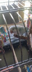 Young Quaker Parrot and Cage