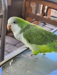 Quaker parrot needs a new home