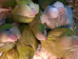 Quaker parrots for sale