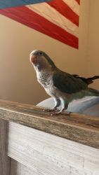 Selling my Quaker parrot!
