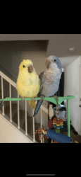 2 Quaker Parrots with all accessories