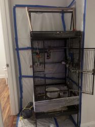 Quaker parrot for sale with big cage