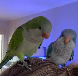 Lovely Quaker Parrots