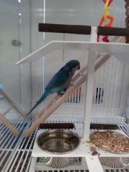 Rare Blue Quaker Parrot