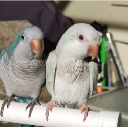 Lovely Quaker Parrots