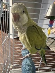 2 year old Male Quaker Parrot For Sale