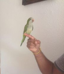 Hand Tame Quaker Parrot Baby For Sale