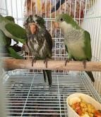 Baby Hand Reared Quaker Parrots