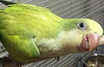 GORGOEUS HAND FED quaker parrot baby very tame