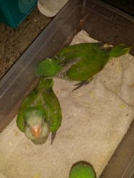 Quaker Parrot Babies