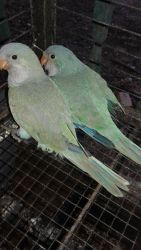 Quaker parrot babies
