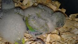 Handfeeding,weaned,and an adult quaker parrots