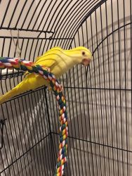 Rare yellow lutino quaker parrot
